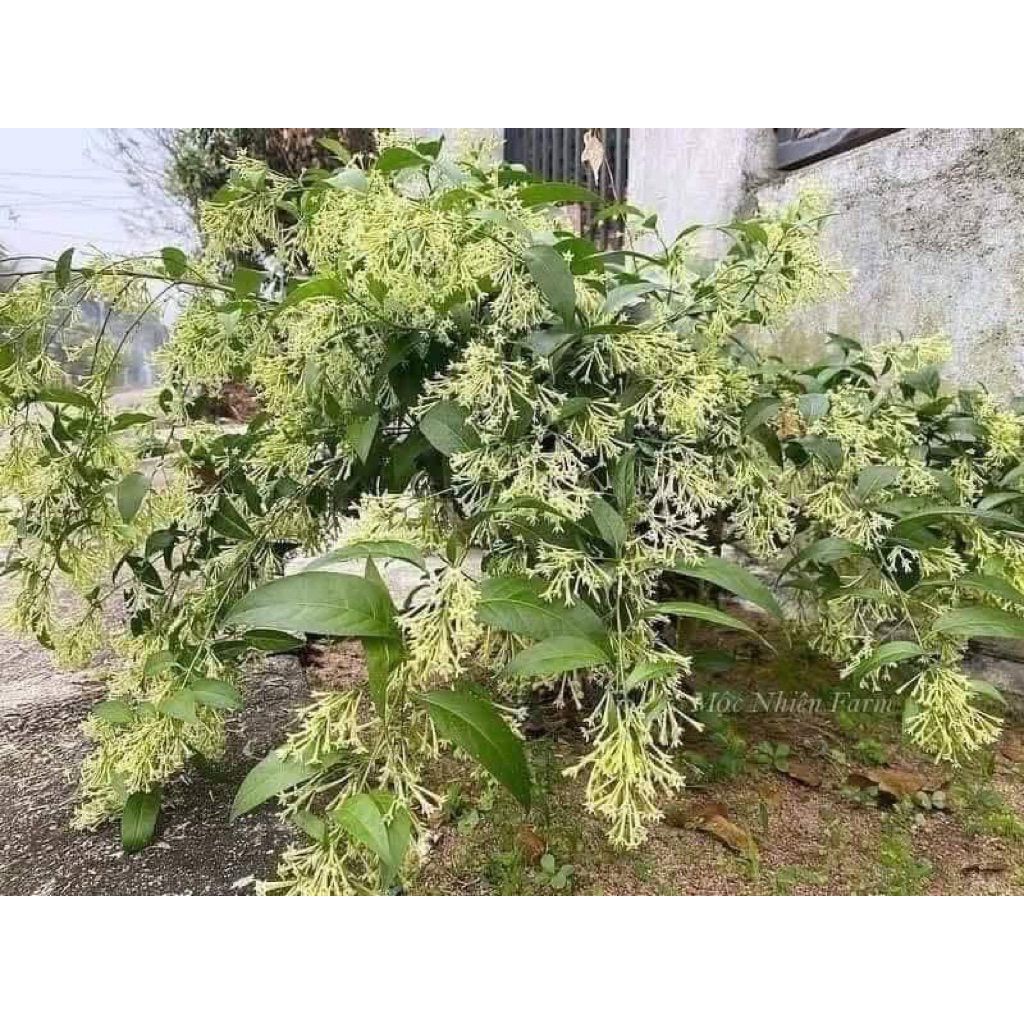 Hạt giống -  CÂY HOA DẠ LÝ HƯƠNG ( cây đuổi muỗi sẵn hoa tuỳ mùa) bầu bát - Cây hoa Dạ Hương