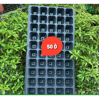 Combo 10 Khay Ươm Hạt Giống Hàng 32, 50, 72, 105, 200 lỗ Thoáng Rễ, Nảy Mầm Cao, Tiết Kiệm Diện Tích Ươm Trồng -Tiện Lợi