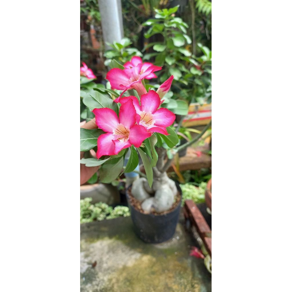 Hoa sứ đỏ.