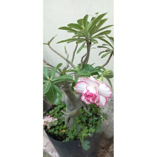 Hoa sứ đỏ.