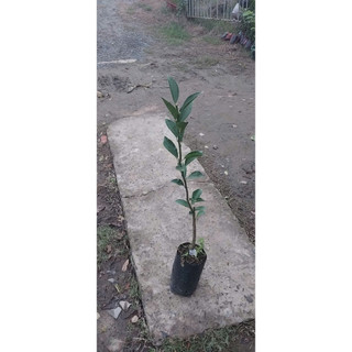 Cây quýt đường vỏ xanh, ngọt