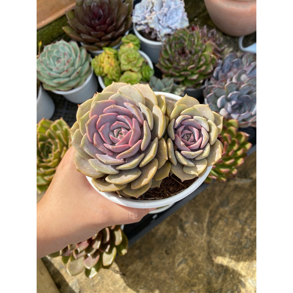 Sen đá Liên đài hồng - Sen đá Liên đài hồng