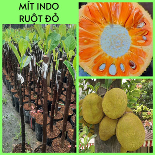 MÍT INDO LÁ BẦU RUỘT ĐỎ XƠ VÀNG giống ghép gốc 7p-1li (cao 50-70cm)