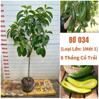  Cây Bơ 034 Ghép Lớn  Cao 1Mét2  trái dẻo mịn ngọt thơm dùng làm sinh tố 
