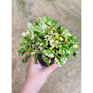 Chậu mềm dệu cẩm thạch - Alternanthera