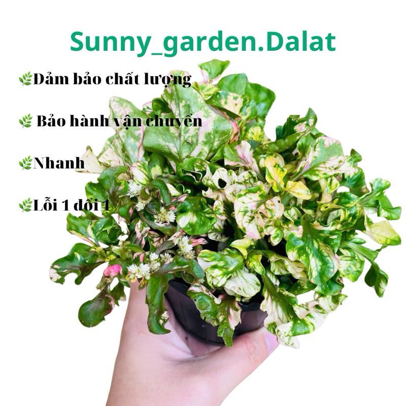 Chậu mềm dệu cẩm thạch - Alternanthera