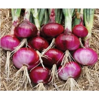 1kg củ hành tây tím