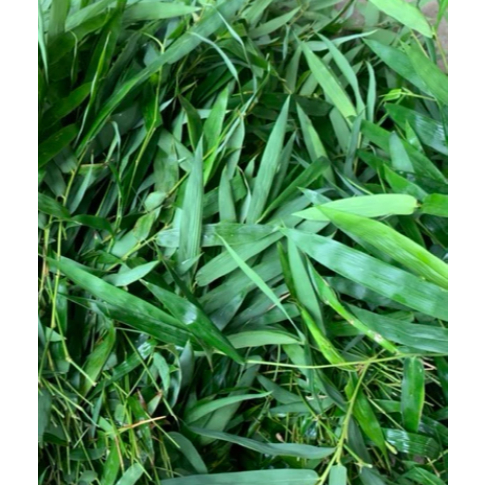 Lá tre gai tươii 1kg