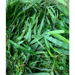 Lá tre gai tươii 1kg