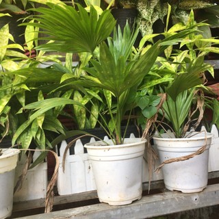 Cây cọ cảnh - Cây cọ Nhật mini
