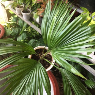 Cây cọ cảnh - Cây cọ Nhật mini