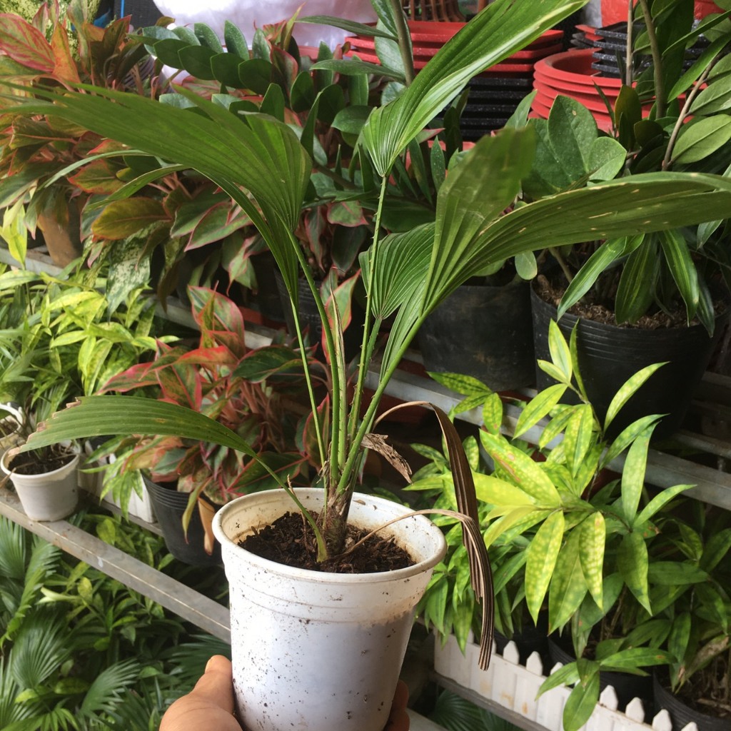 Cây cọ cảnh - Cây cọ Nhật mini