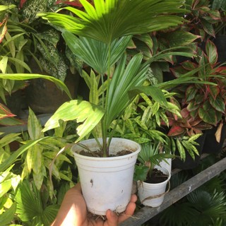Cây cọ cảnh - Cây cọ Nhật mini