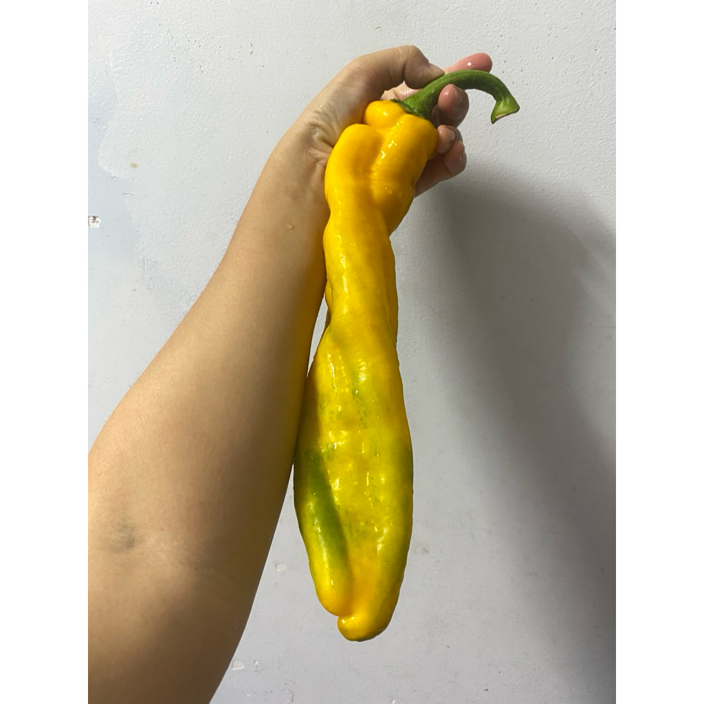 HẠT GIỐNG CÁC LOẠI ỚT - 1 Gói