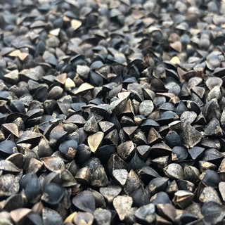 Hạt Ba Khía Kiều Mạch 500g 1KG – Thức Ăn Cho Vẹt, Gà Đá, Hamster – Hạt Thơm Dinh Dưỡng