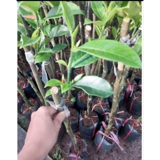 Cây mít tố nữ vị sầu riêng ( mít mơ )