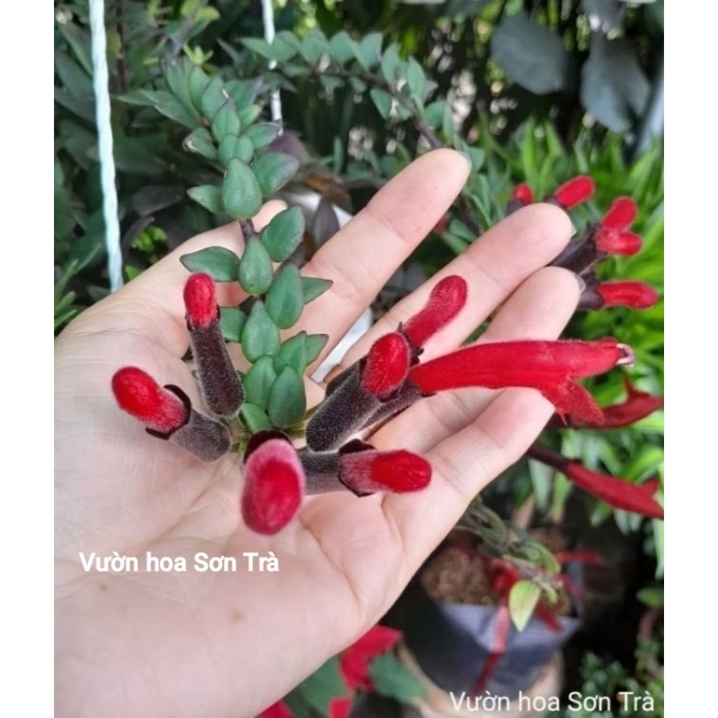(VHST giao trong ngày) CÂY SON MÔI, đang hoa.