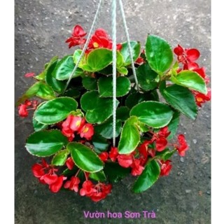 (VHST giao trong ngày) Cây HOA HẢI ĐƯỜNG, đang hoa.