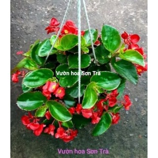(VHST giao trong ngày) Cây HOA HẢI ĐƯỜNG, đang hoa.