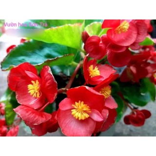 (VHST giao trong ngày) Cây HOA HẢI ĐƯỜNG, đang hoa.