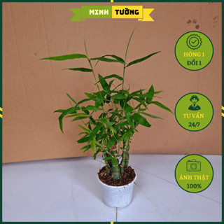Cây Trúc Quan Âm Mini Để Bàn (Size Mini) - Cây Trúc Phật Bà - Cây Cảnh Trang Trí