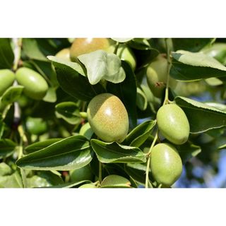 Dầu Dưỡng Da Jojoba (Jojoba Oil)