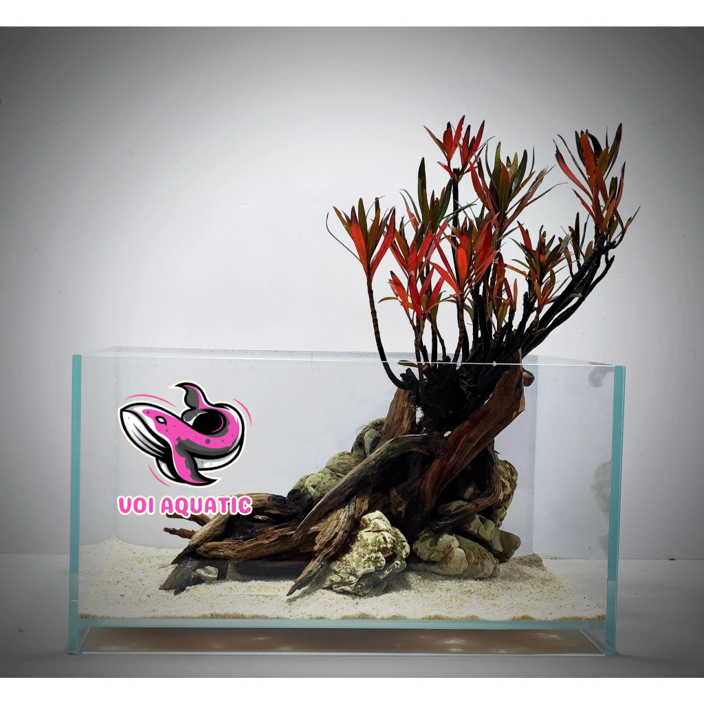 Bể kính chữ nhật siêu trong nâng đáy 35x18x17cm - Bể kính nâng đấy_Bảo hành vỡ hỏng_Voi Aquatic