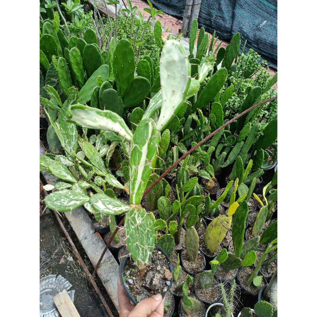XƯƠNG RỒNG T.AII TH.O LEM OPUNTIA VAR MỘT CÂY 4.5 TAII
