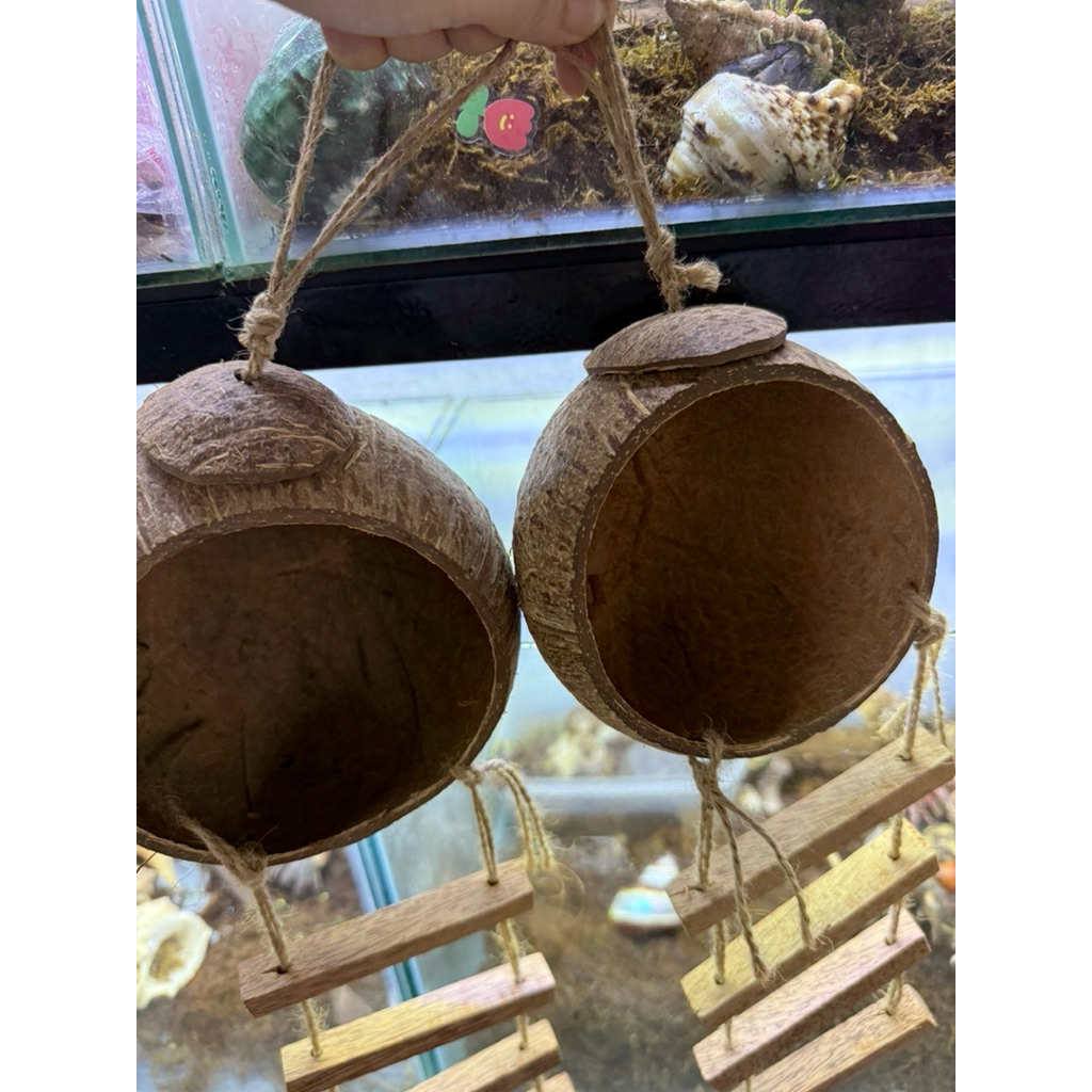 HANG GÁO DỪA CÓ THANG LEO