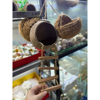 HANG GÁO DỪA CÓ THANG LEO