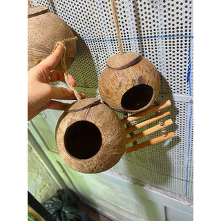 HANG GÁO DỪA CÓ THANG LEO