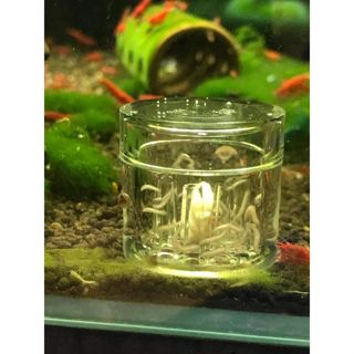 Bẫy sán 8 lỗ chất liệu Arcrylic siêu trong - Bẫy sán mini hiệu quả cho hồ tép cảnh, hồ thủy sinh, cá cảnh