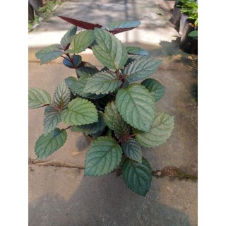 1 cây bán tự cảnh (trà dr thanh)