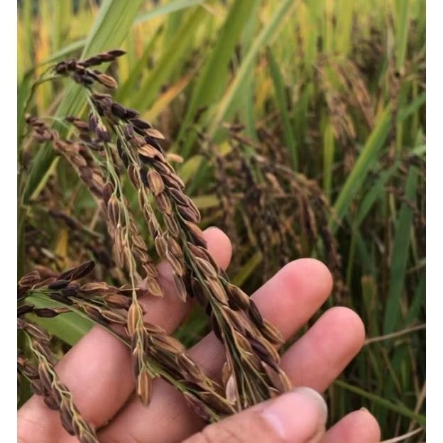 Hạt giống lúa nếp cẩm nương 500g