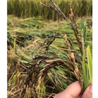 Hạt giống lúa nếp cẩm nương 500g