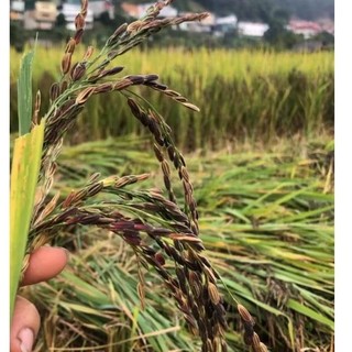 Hạt giống lúa nếp cẩm nương 500g
