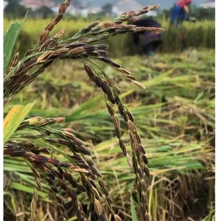 Hạt giống lúa nếp cẩm nương 500g
