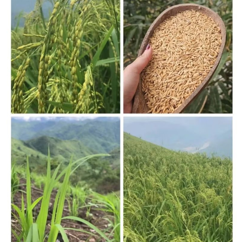 Hạt giống lúa nếp nương túi 500g