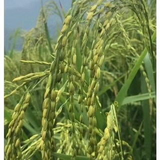Hạt giống lúa nếp nương túi 500g