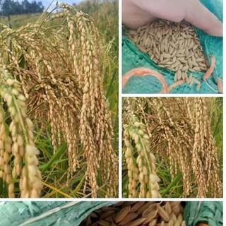 Hạt giống lúa nếp nương túi 500g