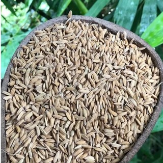Hạt giống lúa nếp nương túi 500g