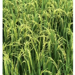 Hạt giống lúa nếp nương túi 500g