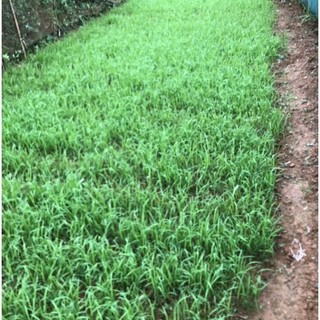 Hạt giống lúa nếp nương túi 500g