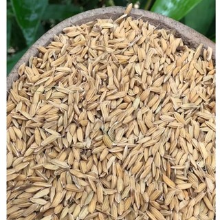 Hạt giống lúa nếp nương túi 500g