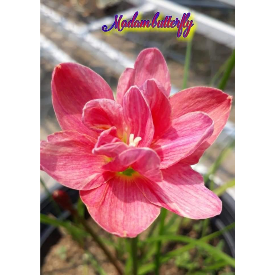 Củ giống huệ mưa Madam buterfly