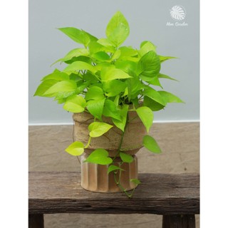 Trầu Bà Dây Rũ | Đủ Loại (hỏa tốc)