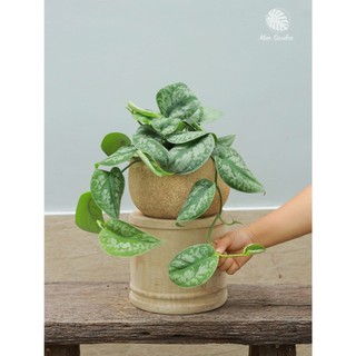Trầu Bà Dây Rũ | Đủ Loại (hỏa tốc)