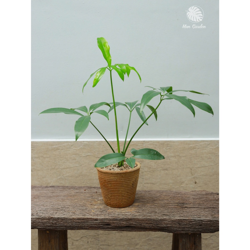 Philodendron Goeldii | Trầu Bà Goeldii (hỏa tốc)