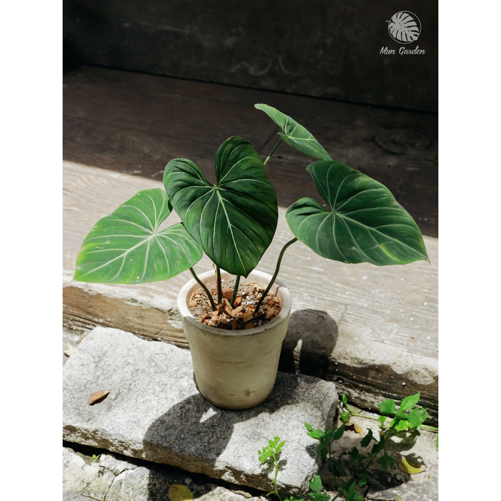 Philodendron Gloriosum (hỏa tốc)