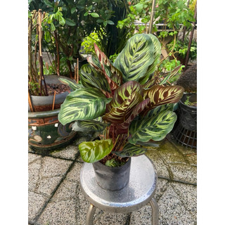 cây khổng tước nhỏ